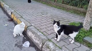 Angry White Cat Very Angry to see Other Cats in her Area.