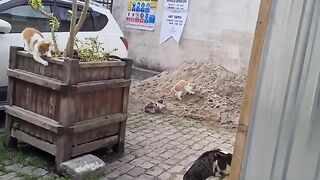 Incredibly cute street cats with wonderful facial beauty.