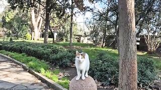 Incredibly Beautiful Calico Street Cat.