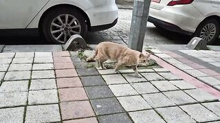 The Male Cat hugs the kitten, thinking that the Kitten is a Female cat in Heat.