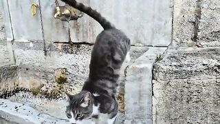 Homeless Gray Cat is Incredibly Friendly and Cute.