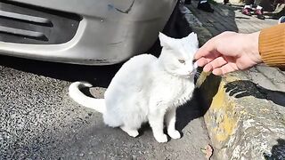 Angry White Cat Attacks me because I show interest in Other Cats.