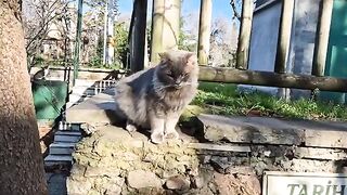 Gray stray cat with fluffy fur and very cute.