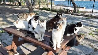 Cute stray cats gather together and wait for me to feed them.