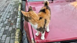 Tailless calico cat with incredible facial beauty.