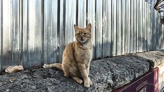 Incredibly cute and friendly orange stray cat.