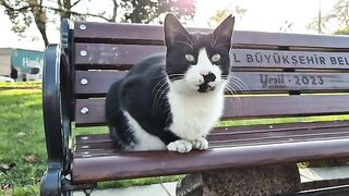 Tuxedo cat bites my hand when I touch it.