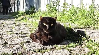 Cute black stray cat with a very beautiful face and wonderful yellow eyes.