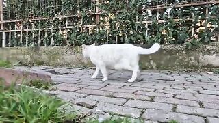 Angry White Cat becomes Cruel and Aggressive when she sees Other Cats.