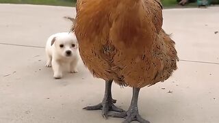 Chiot à la recherche d'un animal de compagnie mignon de la part de sa mère Chien