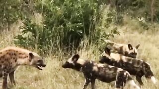 3 chiens sauvages contre 2 hyènes