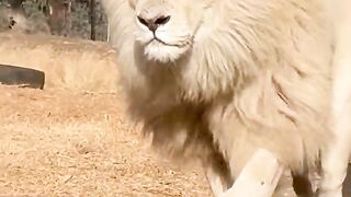 La crinière blanche de Moya est tout simplement extraordinaire... quand il bouge, elle coule avec lui comme un rideau d'or.