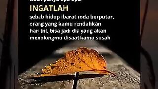 Kutipan Kata Nasehat Kehidupan Bijak #videoshorts