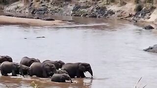 Group of Black Elephants Bathing