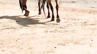 Horselove video of beautiful ❤️❤️