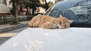 Very Handsome and Incredibly cute orange stray cat.