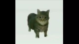 OIIAIOIIIAI (spinning cat meme).mp4