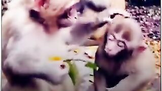 Monkeys Funny Video