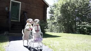 Dogs' Epic Shopping Cart Voyage: Funny Dogs Maymo & Penny