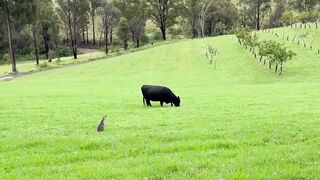 Kangaroo Vs Black Cow