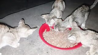 Kittens eat and play before bed.