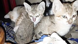 Kittens sleeping on top of each other for warmth.