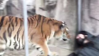 Friendship With Tiger