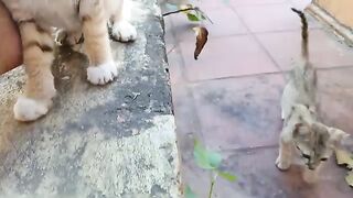 Kitten play at three o'clock in the afternoon.