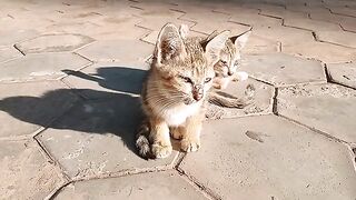 The kitten is enjoying the sun rays.