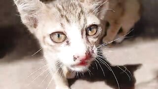 Kittens eat rice look delicious.