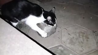 The cat catches a very large mouse.