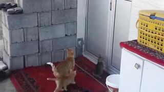 a cat opens the door