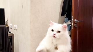 Kucing Ngomong Makan