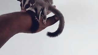 Training sugar glider