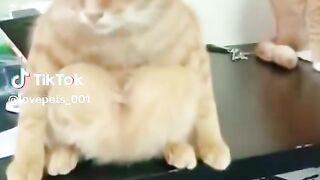 Funny cats TikTok compilation 31 #compilation #funny #cats #cat #short #pets #tiktok #shorts #tik...