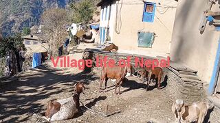 Village life and local goat in Nepal