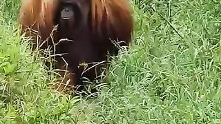 mengapa ya orang utan ini bawa tahan kayu.#orangutan #satwadilindungi