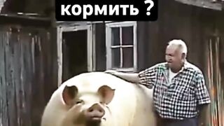 Ето свинья или конь