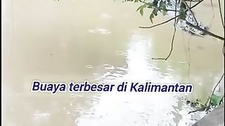 buaya besar#kalimanutara#kalimantan