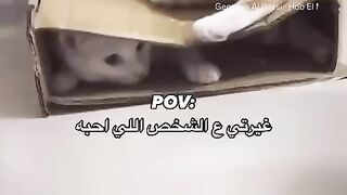 قطط كيوت