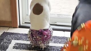 Dogs in Dance Costumes: The Magic of Movement