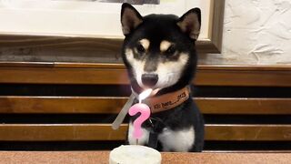 Happy Moments on Our Amazing Dog's Birthday! Celebrate with Us