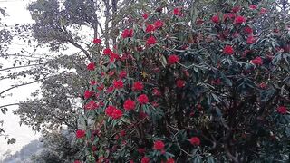 Beautuful flower Rhododendron of Nepal