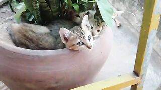 The kittens go to sleep in a vase.