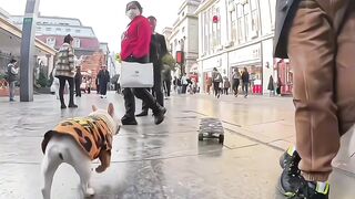 A Playful Dog Playing in the Street as People Watch Curiously