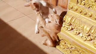 Kittens play together this morning happily.