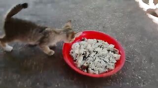 Kittens eating lunch together.