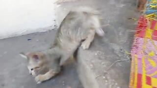 Kittens enjoy playing together outside of cage.