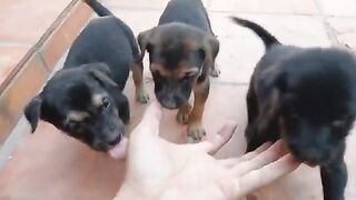 Puppies after drinking water play together.