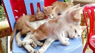 Kittens sleeping in chairs with their mothers.